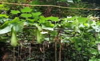 长满爬山虎的小院  作者:崔麦来